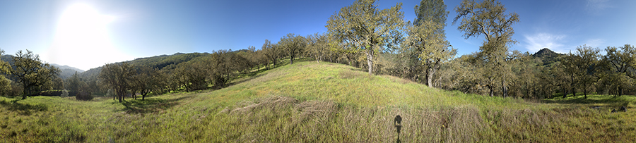Blue Oak Grassland Near Scherrer Trail