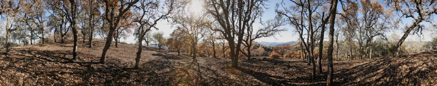 Blue Oak Forest Near Willow Ridge Road