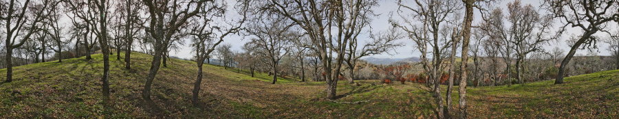 Blue Oak Forest Near Willow Ridge Road