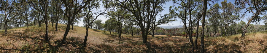 Blue Oak Forest Near Willow Ridge Road