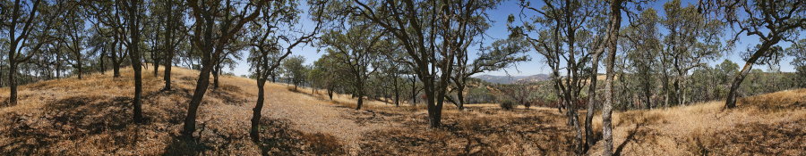 Blue Oak Forest Near Willow Ridge Road