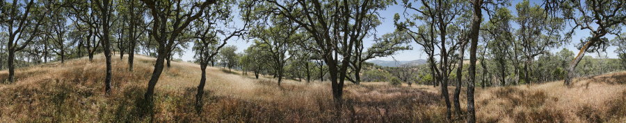 Blue Oak Forest Near Willow Ridge Road