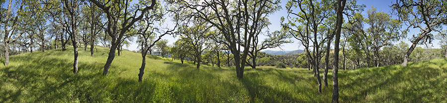 Blue Oak Forest Near Willow Ridge Road