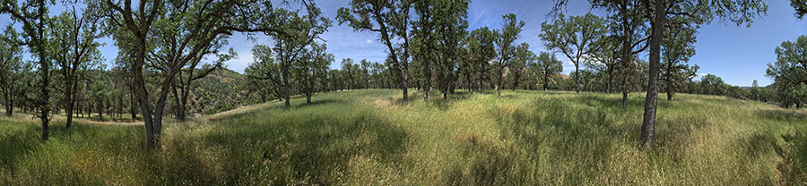 Oak Grassland Above Red Creek