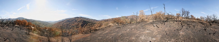 Along Ridge North Of Robison Creek