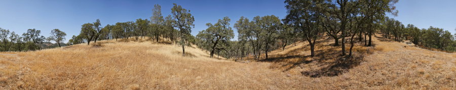 Oak Grassland Near Crest Trail